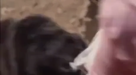 [유머] 개한테 공격당할때 대처 방법 -  와이드섬