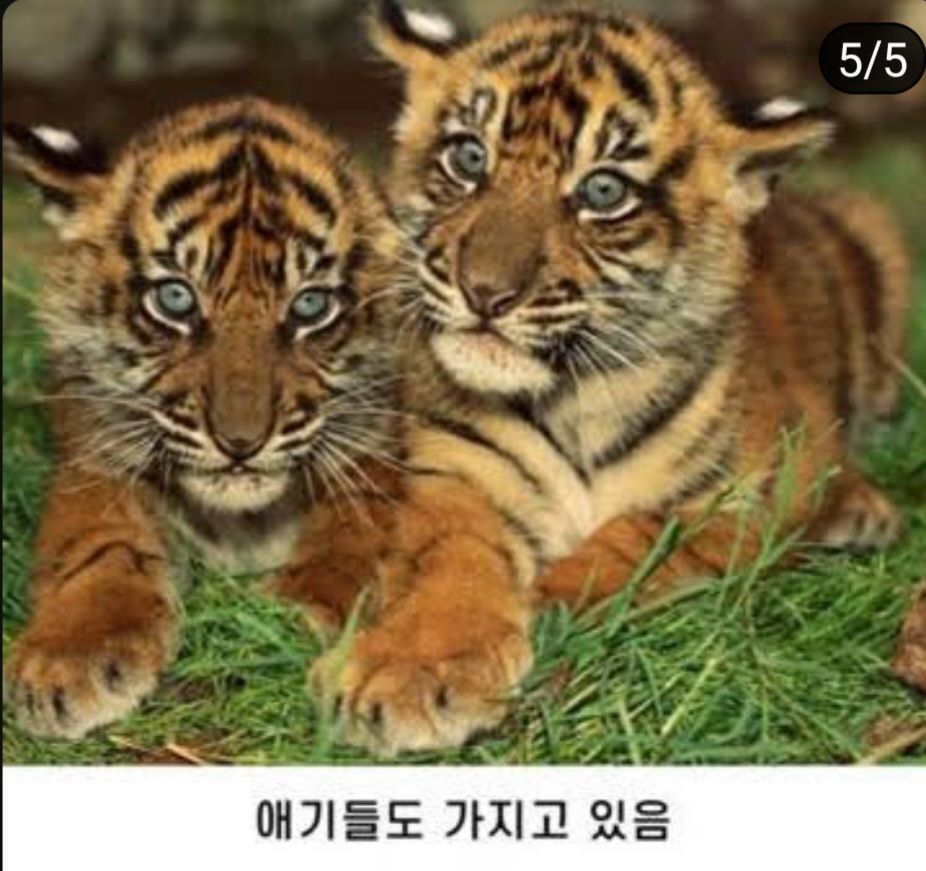 [유머] 호랑이 귀에 반점이 있는 이유 -  와이드섬