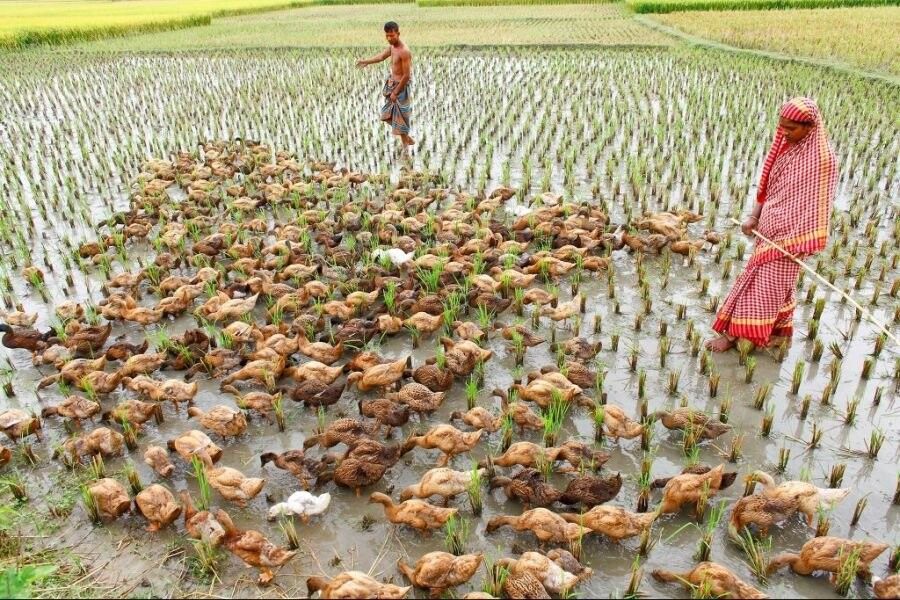 [유머] 동남아에서 하고 있는 친환경 농법 -  와이드섬