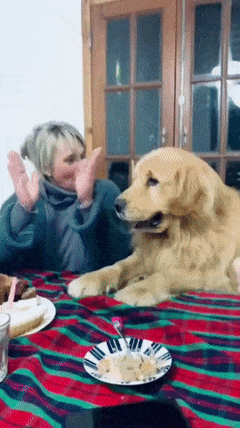 [유머] 댕댕이 생일 축하해주기 -  와이드섬