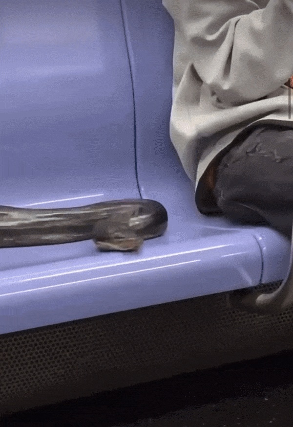 [유머] 흔한? 뉴욕지하철 풍경 -  와이드섬