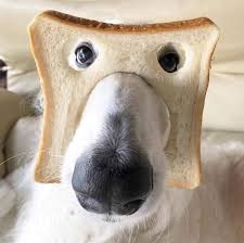 [유머] 빵댕이에 모든걸 쏟아내다. -  와이드섬