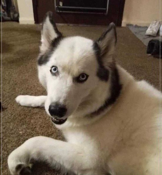 [유머] 털 배치 운이 나빴던 강아지 -  와이드섬