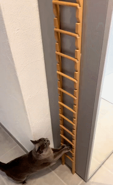 [유머] 냥이 전용 사다리 -  와이드섬