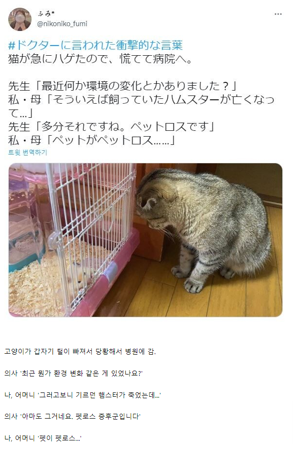 [유머] 고양이가 탈모가 온 이유 -  와이드섬