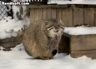 [유머] 저는 마법에 걸려 마눌고양이가 된 왕자입니다. -  와이드섬