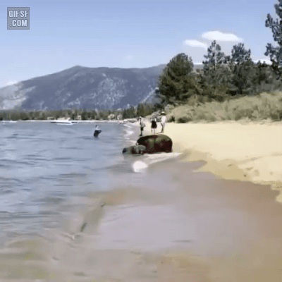 [유머] [동물]
		          해변에서 수영하는 곰 가족 -  와이드섬