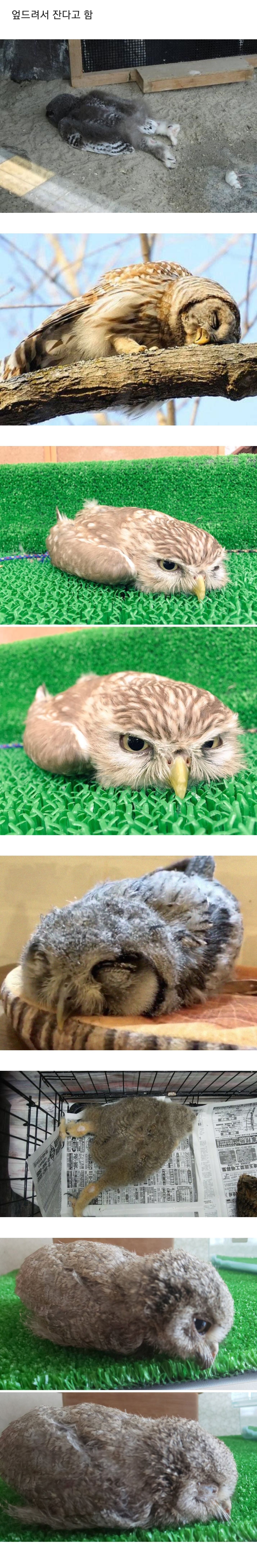 [유머] 상당히 의외인 아기부엉이가 잠자는 자세 -  와이드섬
