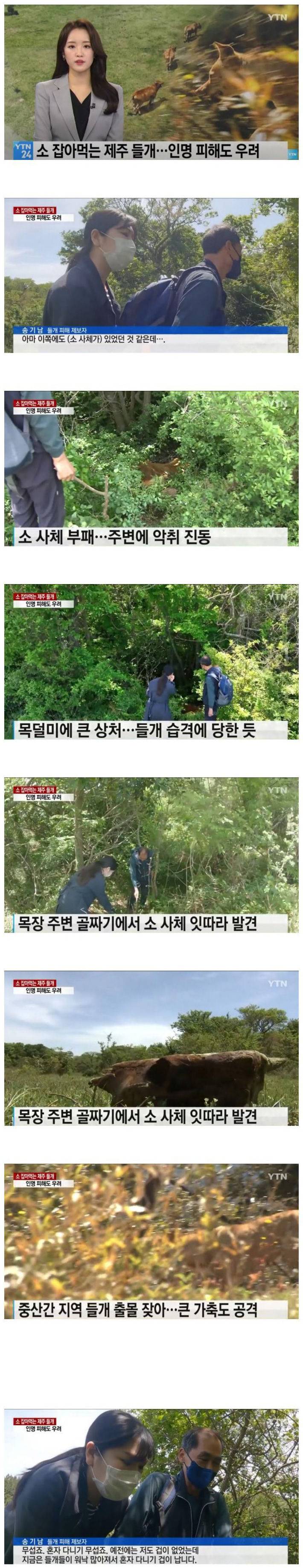 [유머] 점점 심각해지는 제주도 들개 문제 -  와이드섬