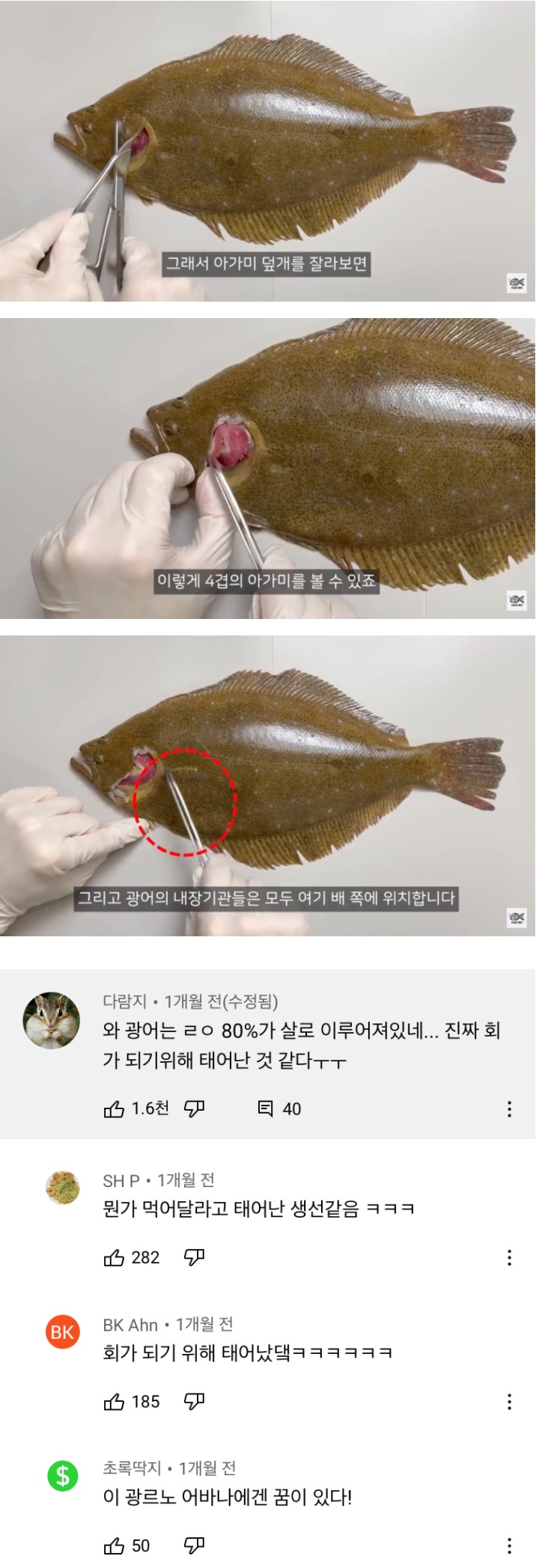 [유머] 광어의 존재 이유 -  와이드섬