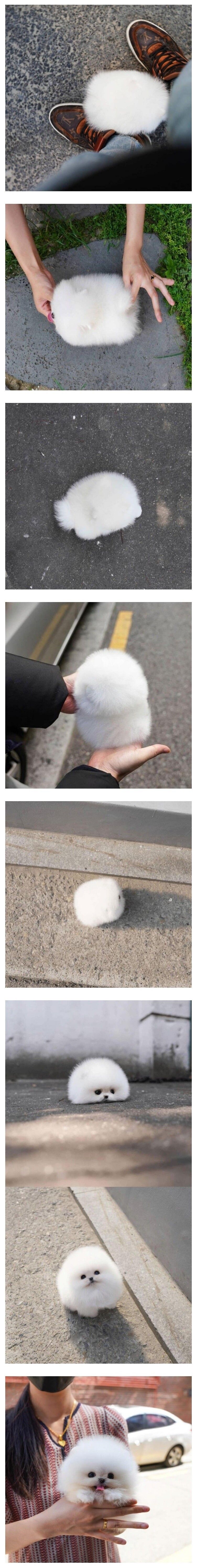 [유머] 길바닥의 털뭉치 -  와이드섬