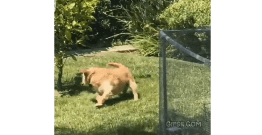 [유머] 닭 쫓던 개가 요즘 쫓는 것. -  와이드섬