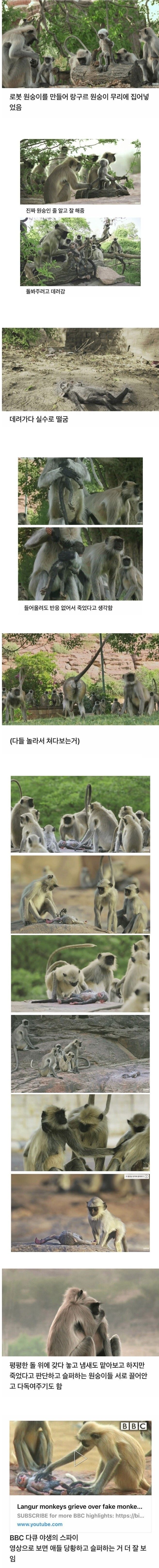 [유머] 동물도 감정을 느낀다는 증거 -  와이드섬