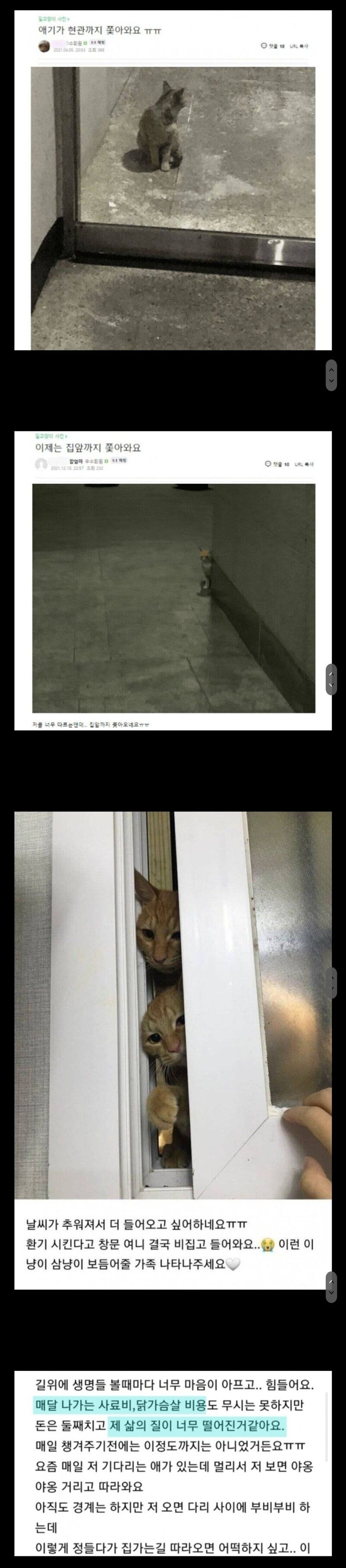 [유머] 캣맘들이 제일 무서워 하는 것 -  와이드섬