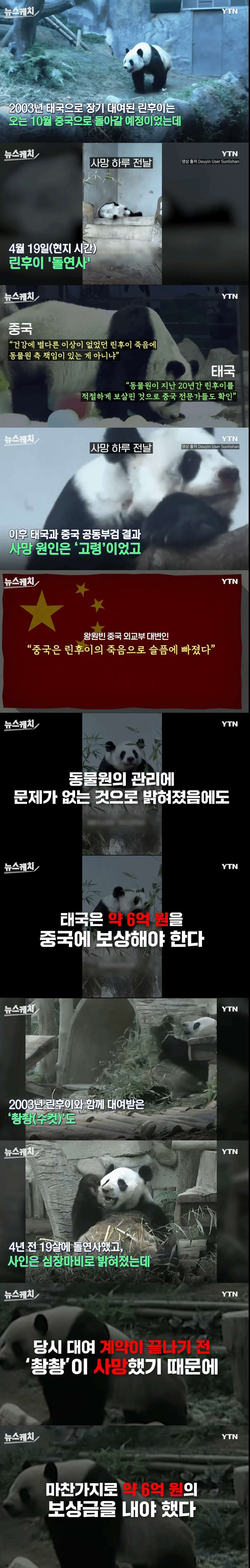 [유머] 중국한테 판다 대여한 태국 동물원 근황 -  와이드섬