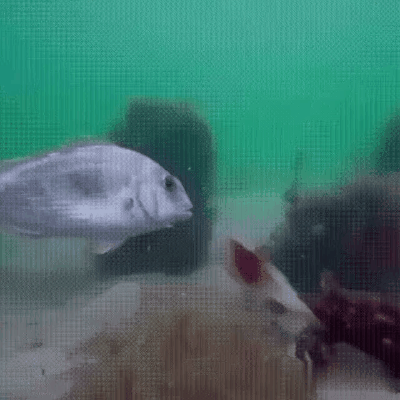 [유머] 식사 시간 입니다... -  와이드섬