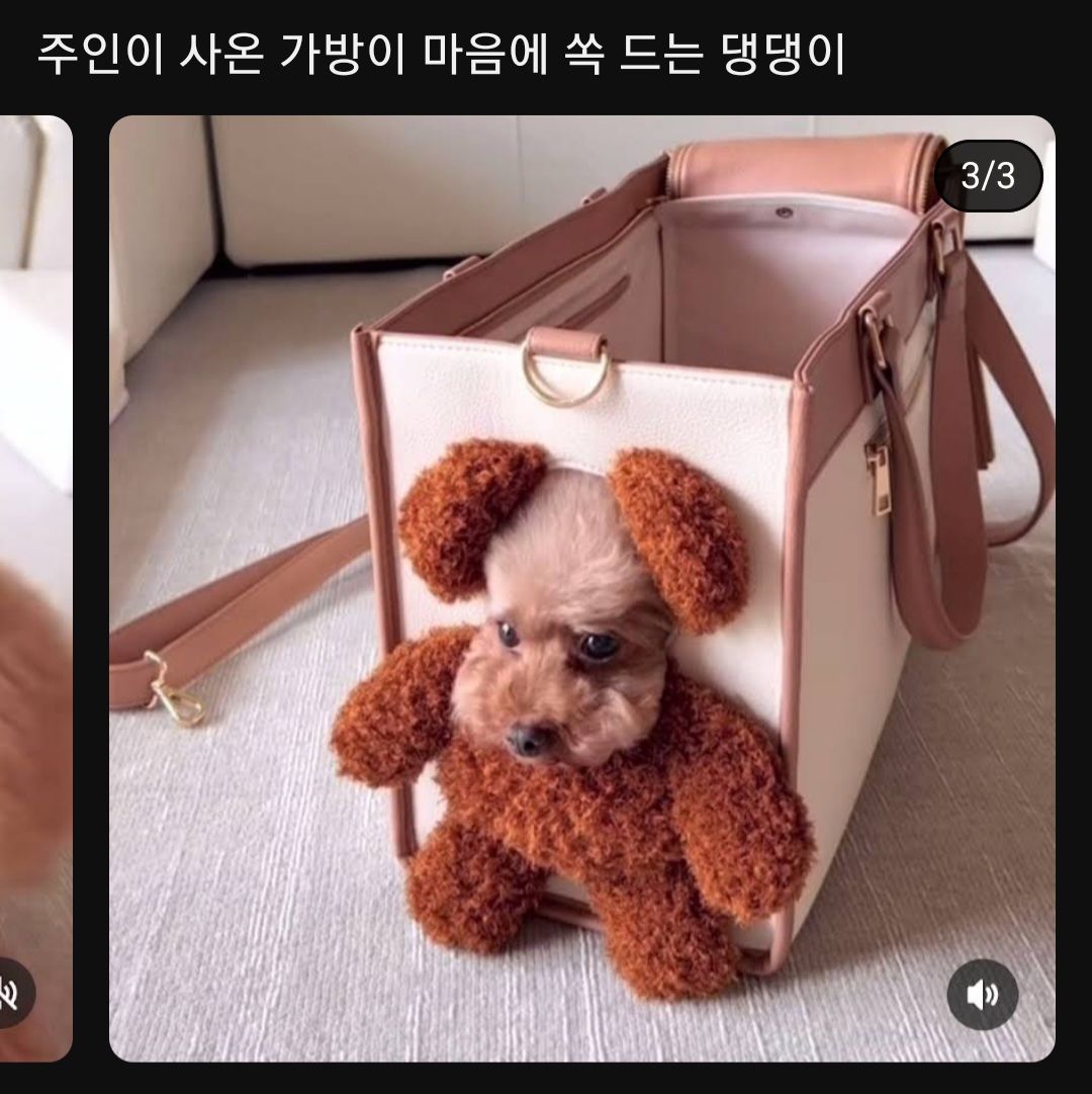 [유머] 강아지 가방 -  와이드섬