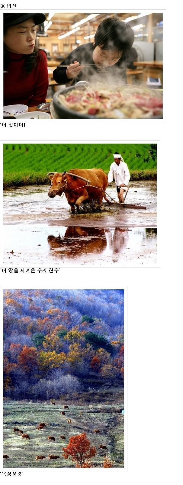 [유머] 한우 사진 공모전 -  와이드섬