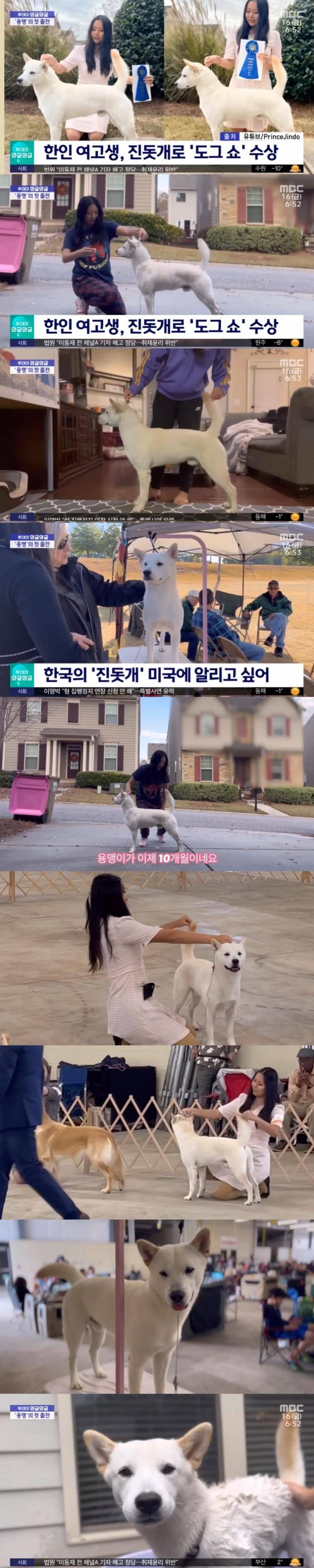 [유머] 미국 도그쇼에서 1등한 진돗개 -  와이드섬