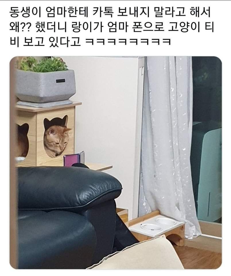 [유머] 동생이 엄마한테 카톡보내지 말라해서 왜?? 했더니 -  와이드섬