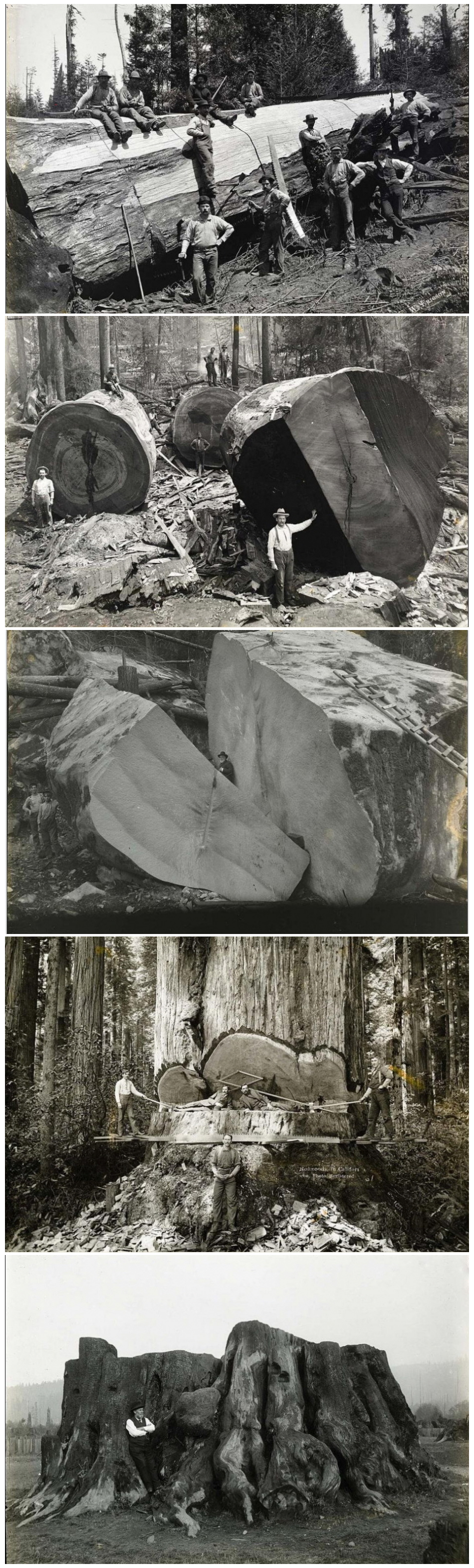 [유머] 미국 초거대 나무 자르기 -  와이드섬