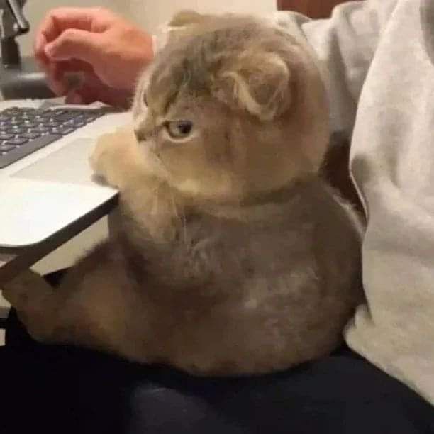 [유머] 화났다냥 -  와이드섬