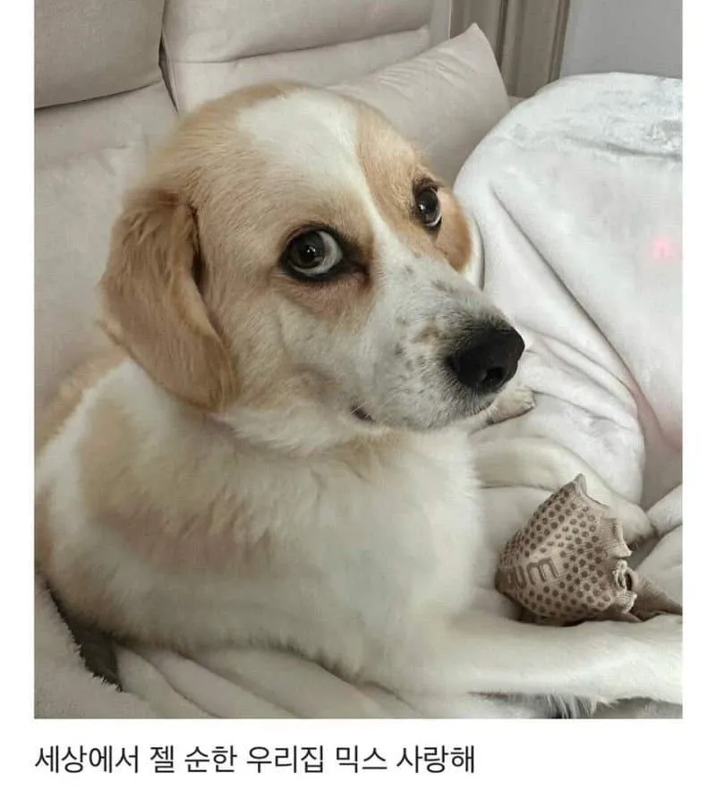 [유머] 울집댕댕이 그대로 컸어 -  와이드섬