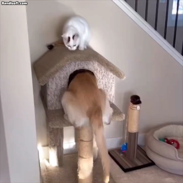 [유머] 갯타워 -  와이드섬