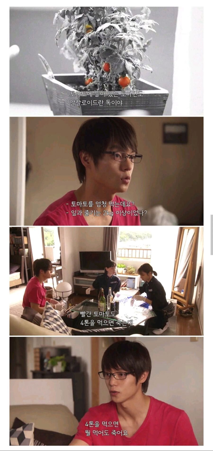 [유머] 토마토 많이 먹으면 안되는 이유! -  와이드섬