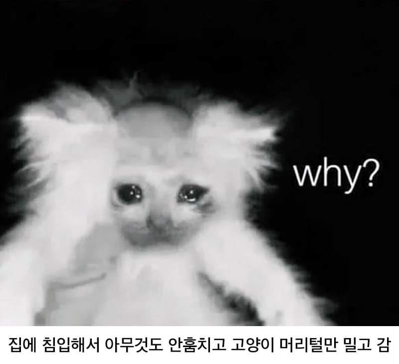 [유머] 미국 플로리다에서 일어난 엽기적인 사건 -  와이드섬