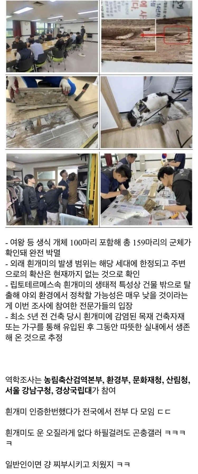 [유머] 집에서 외래종 흰개미 발견한 곤충갤러 근황. -  와이드섬