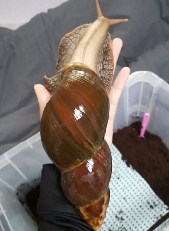 [유머] 500일 산 달팽이 현실 크기 -  와이드섬