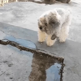 [유머] 이 강아지 넘 귀여운데요 -  와이드섬