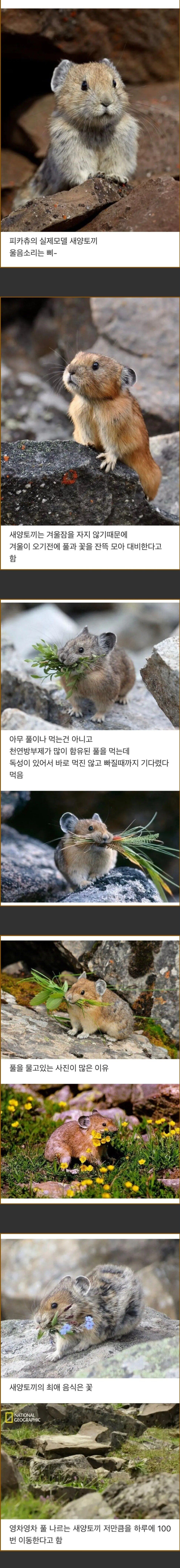 [유머] 새앙토끼가 입에 풀을 물고 다니는 이유 -  와이드섬