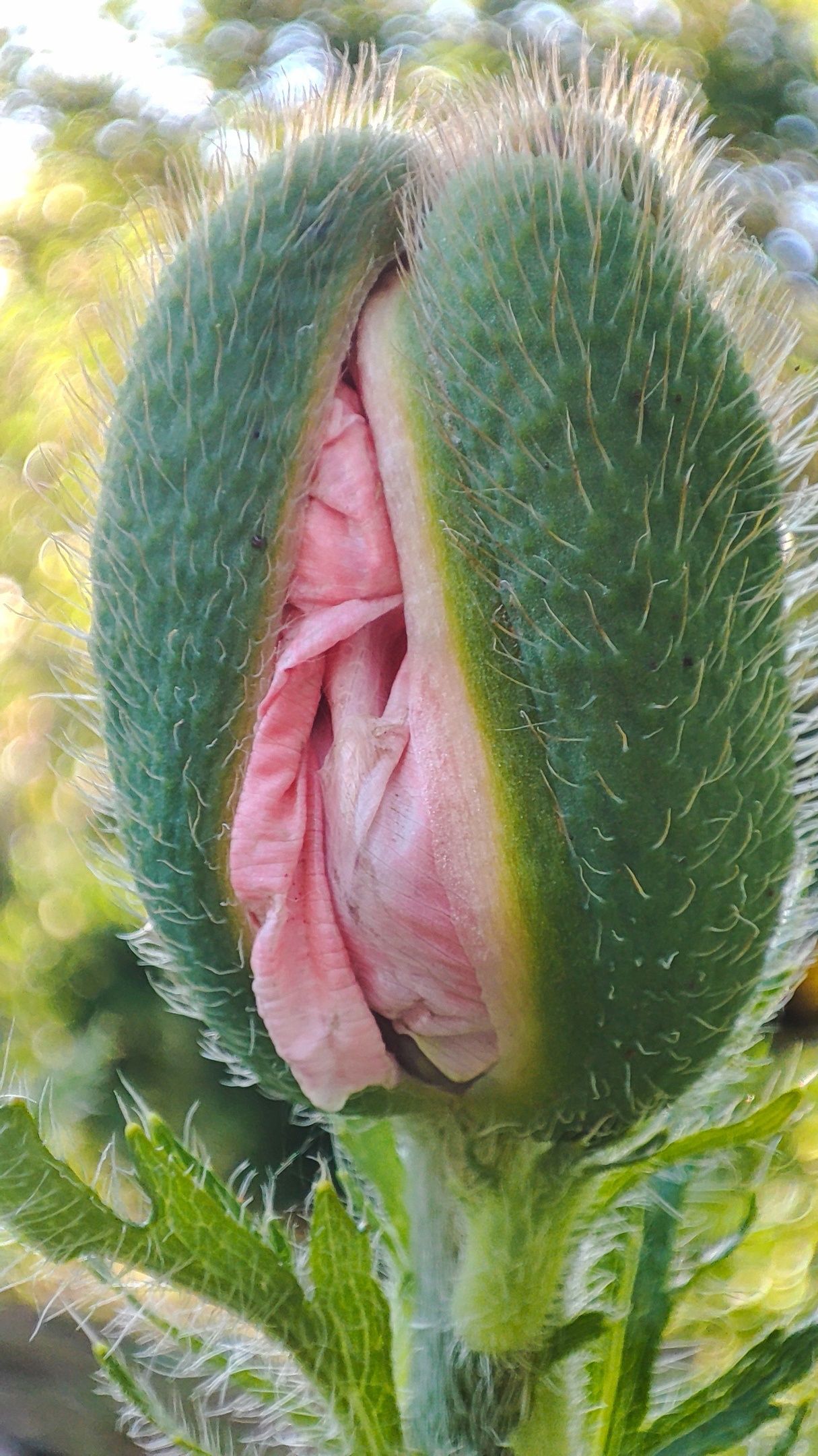 [유머] 양귀비 -  와이드섬