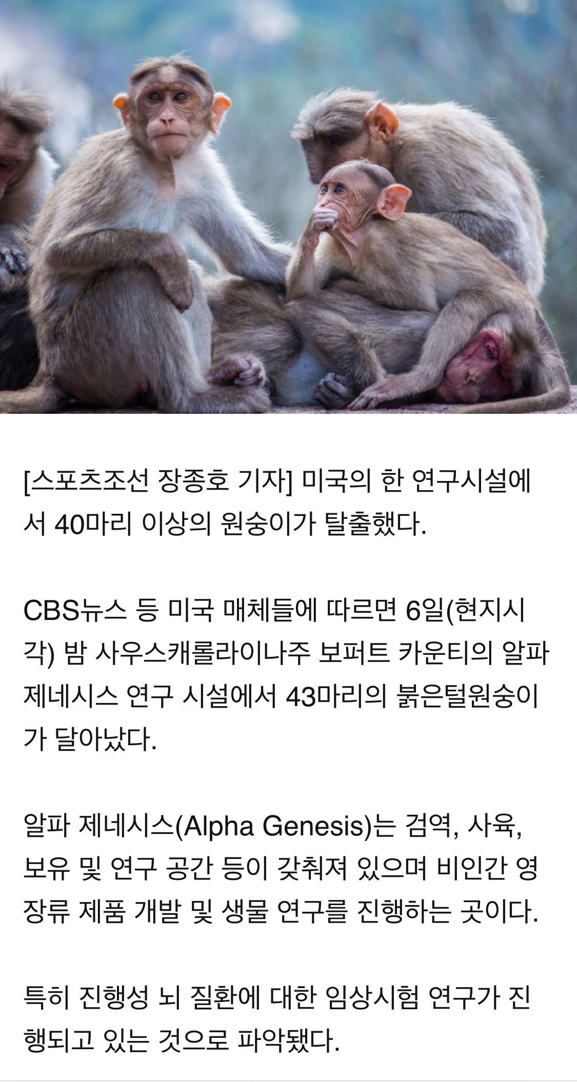 [유머] 미국에서 실험용 원숭이 40마리 탈출 -  와이드섬