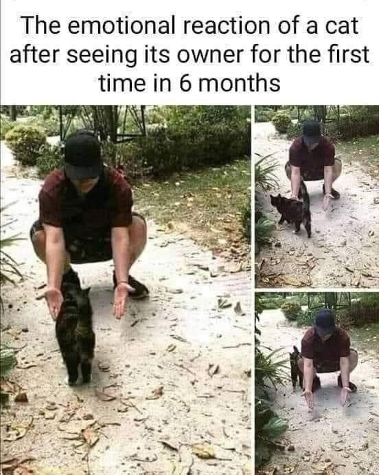 [유머] 잃어버린 집사를 6개월만에 찾은 고영희 반응 -  와이드섬