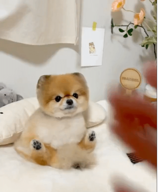 [유머] 강아지한테 손 달라고 했더니 -  와이드섬