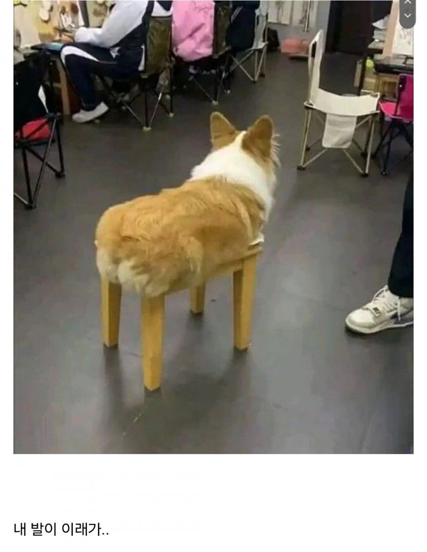 [유머] 사료 좀 섞어 주이소 -  와이드섬