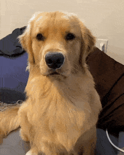 [유머] 골댕이 웃음버튼 -  와이드섬