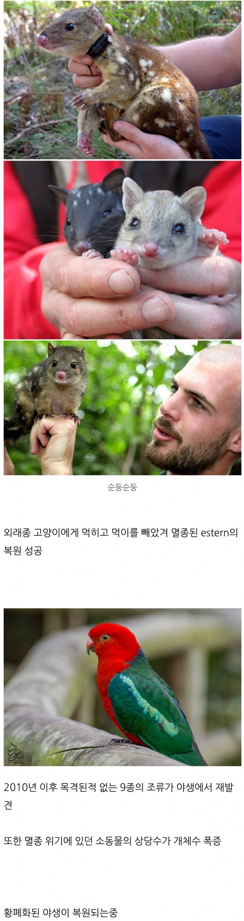 [유머] 호주 고양이 200만마리 살처분 그 후 -  와이드섬