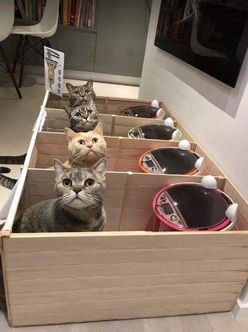 [유머] 고양이들이 서로 밥을 뺏어먹길래 고안해낸 방법 -  와이드섬