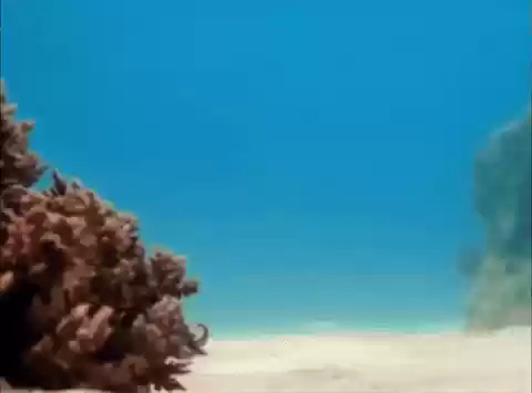 [유머] 문어... -  와이드섬