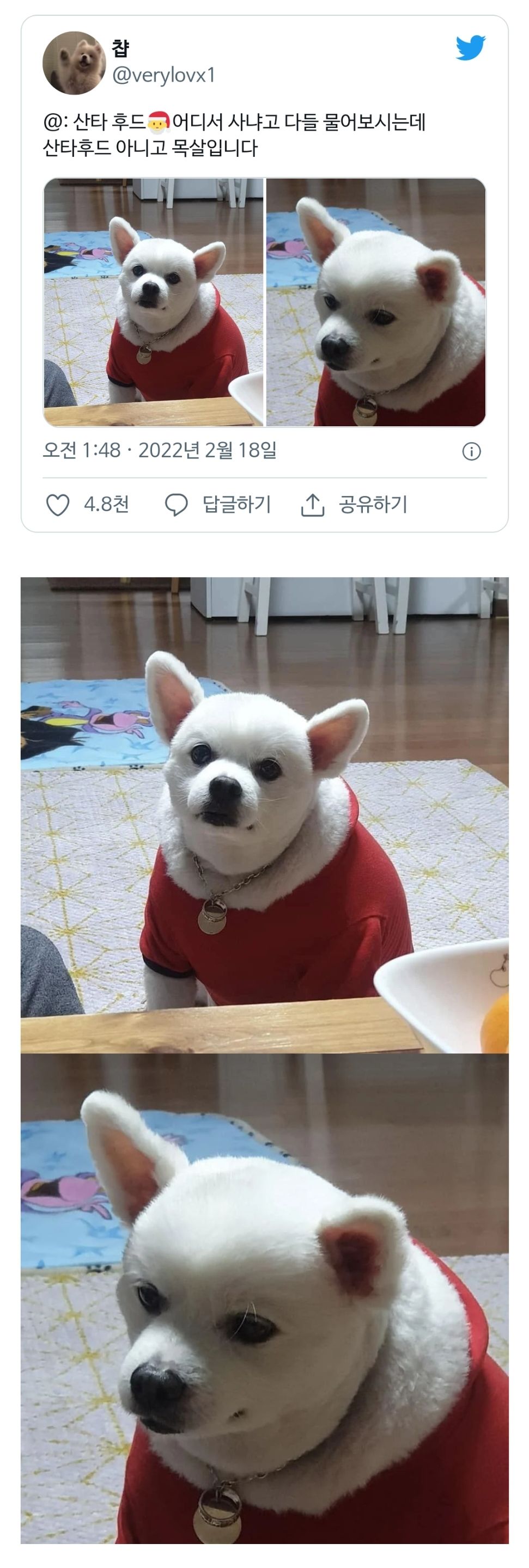 [유머] 강아지 산타 후드 예쁜데 어디서 사셨나요 -  와이드섬