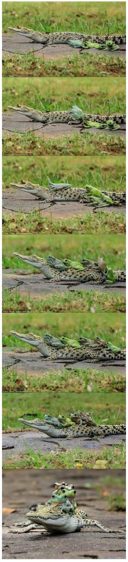 [유머] 여어~ 친구들 어여 타자고! -  와이드섬