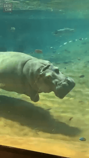 [유머] 물속의 하마 -  와이드섬