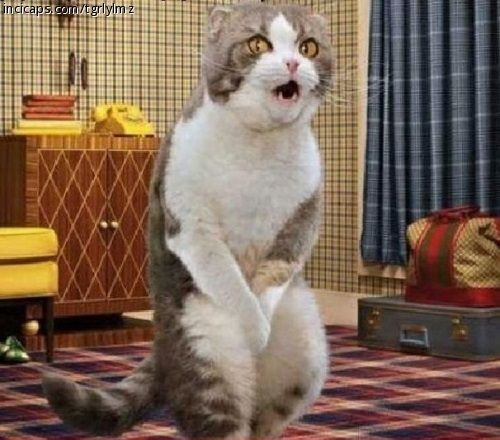 [유머] 복싱 역사상 최악의 반칙 -  와이드섬