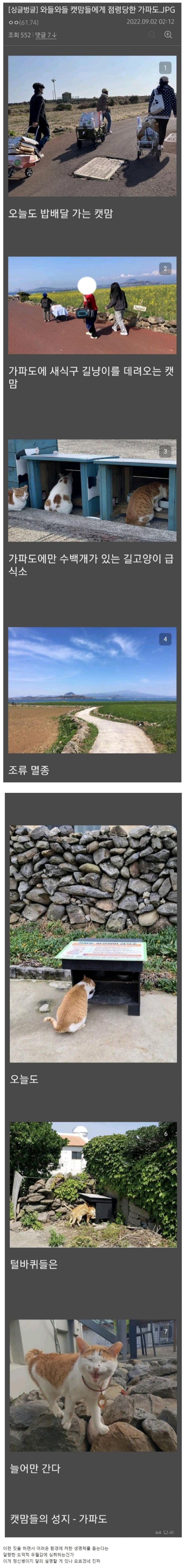 [유머] 캣맘들에게 점령당한 섬, 가파도 -  와이드섬