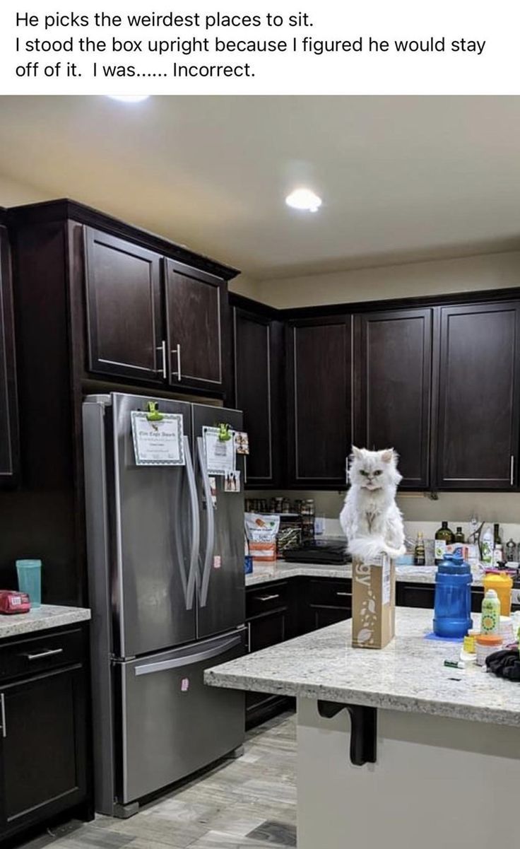 [유머] 고양이가 깔고 앉을까봐 박스를 세워 두었다 -  와이드섬