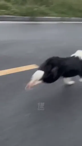 [유머] 대형견은 아파트같은데서 키우지 말라는 이유 -  와이드섬